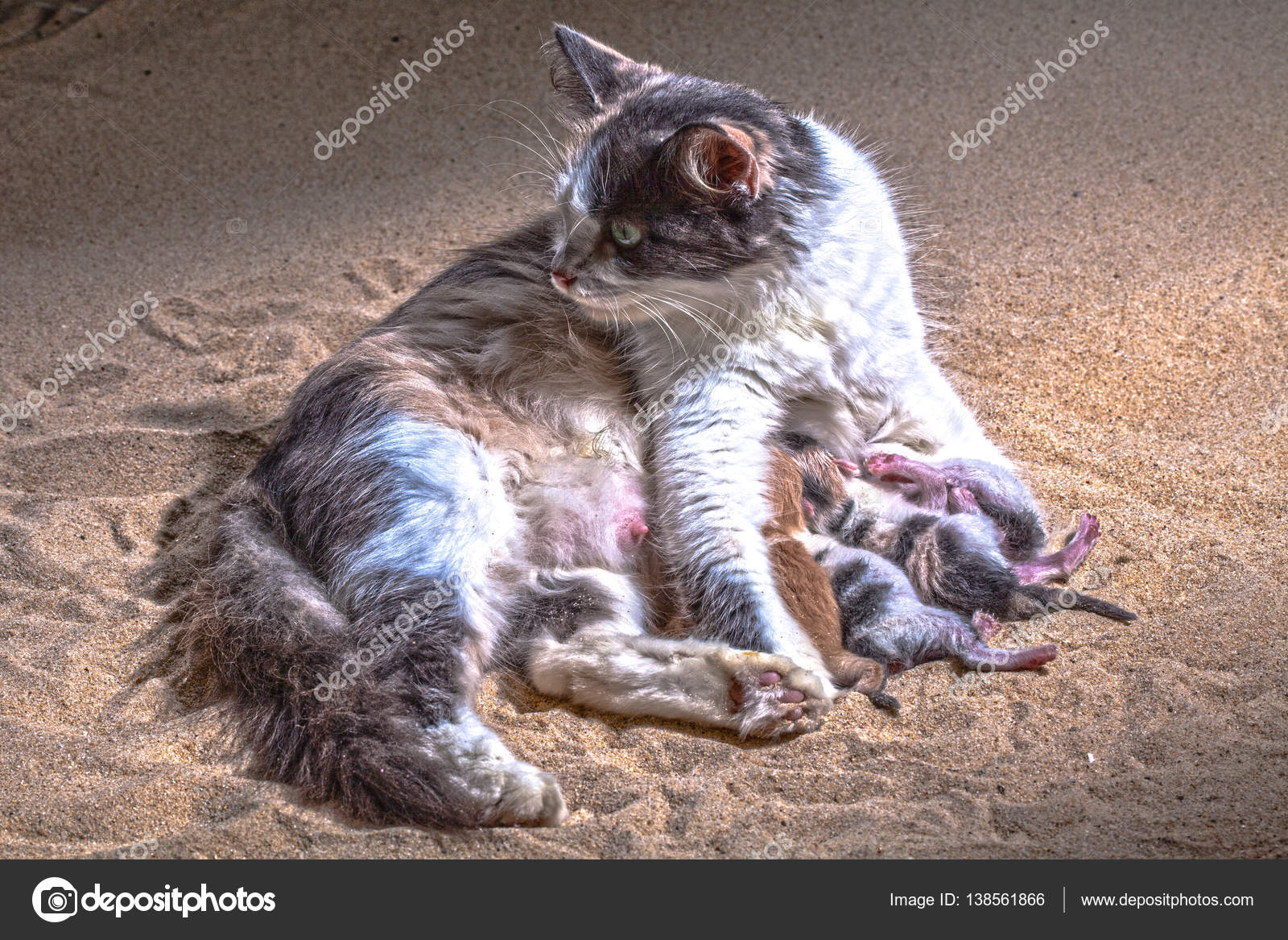 Chat Bebe Dans Le Sable Image Libre De Droit Par Thaisign C Chat Bebe Dans Le Sable Image Libre De Droit Par Thaisign C