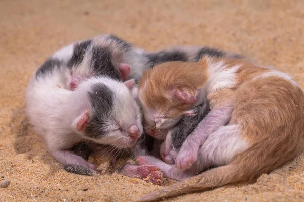 Chat bébé dans le sable — Photo