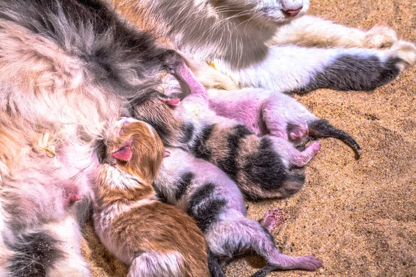 Bebê gato na areia — Fotografia de Stock