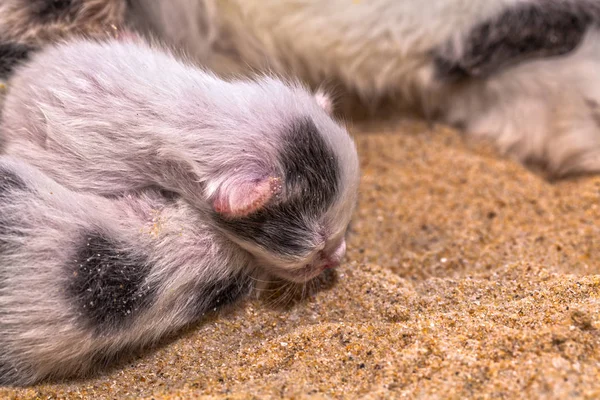 Cat baby in the sand