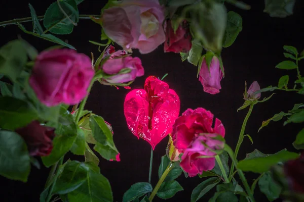 Różowe serce valentine ogród — Zdjęcie stockowe