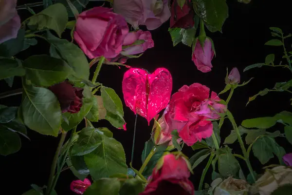 Розовое сердце в саду Валентины — стоковое фото