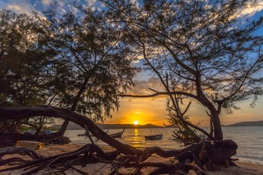  Çam ağacı içinde güneş parlıyor