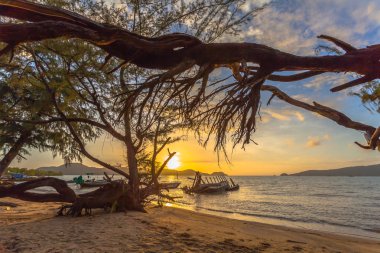  Çam ağacı içinde güneş parlıyor