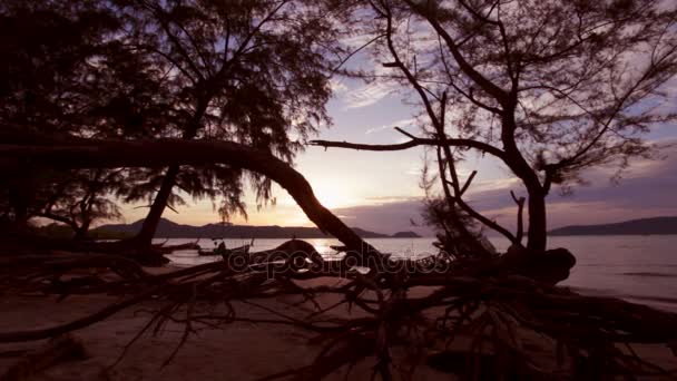 Ηλιοφάνεια στο πεύκο δέντρο δίπλα από το ναυάγιο — Αρχείο Βίντεο