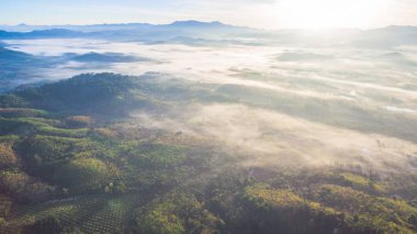 Orman siste tepenin üzerinde görmek