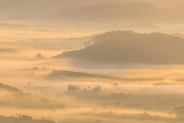 See fog in forest on hilltop — Stock Photo, Image