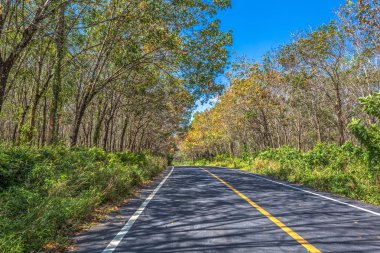 tepenin üzerinde ağaçların arasından ışık