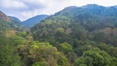 Dağlar ve doğal ormanlar 