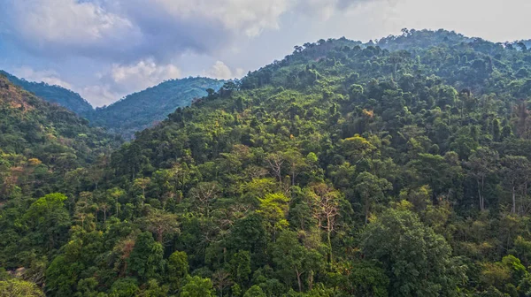 Dağlar ve doğal ormanlar 