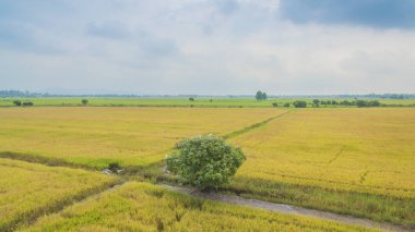 Yeşil pirinç tarlaları