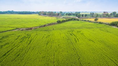 Yeşil pirinç tarlaları