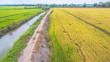 yetiştirilen pirinç için baraj kullan su