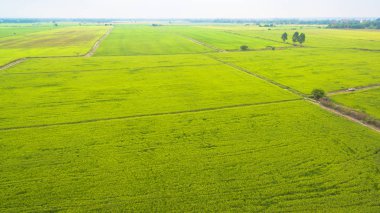 yetiştirilen pirinç için baraj kullan su