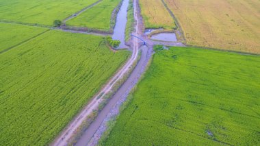 yetiştirilen pirinç için baraj kullan su