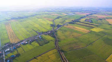 surgar palm pirinç yeşil alanlarda