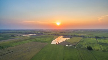 surgar palm pirinç yeşil alanlarda