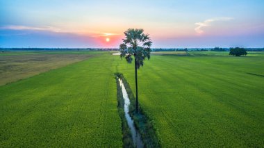 surgar palm pirinç yeşil alanlarda