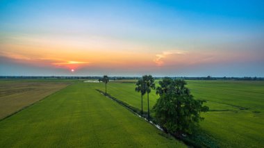 surgar palm pirinç yeşil alanlarda