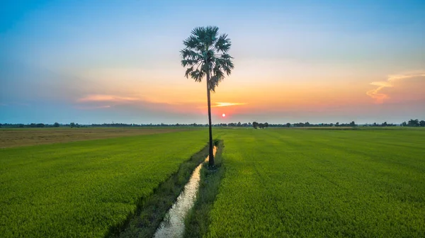 Surgarpalme in reisgrünen Feldern — Stockfoto