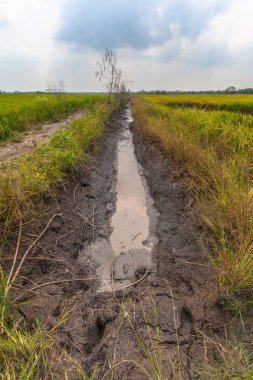  Kanal pirinç paddies pompa
