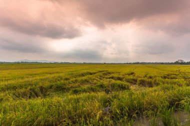 pirinç hasat mevsimi yaklaşırken.