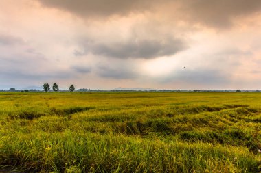 pirinç hasat mevsimi yaklaşırken.