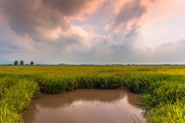 pirinç hasat mevsimi yaklaşırken.