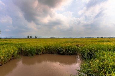 pirinç hasat mevsimi yaklaşırken.