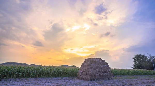 Belo pôr do sol acima dos campos de milho — Fotografia de Stock