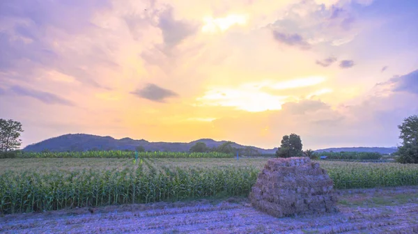 Belo pôr do sol acima dos campos de milho — Fotografia de Stock
