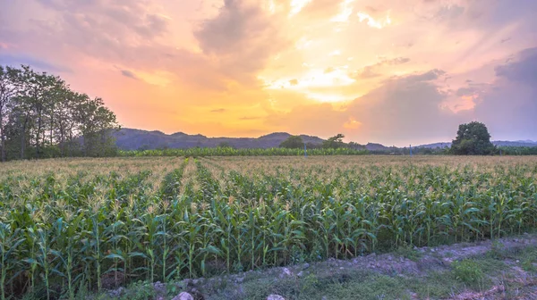 Maíz comienza a florecer en campos de maíz . — Foto de Stock