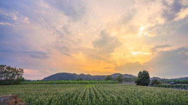 Mısır alanları yukarıda gökyüzü ışık