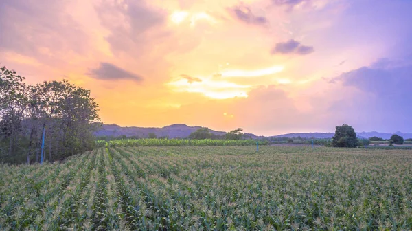 Maíz comienza a florecer en campos de maíz . — Foto de Stock