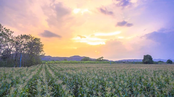 Maíz comienza a florecer en campos de maíz . — Foto de Stock