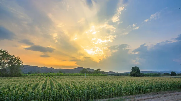 Luz a través del cielo sobre campos de maíz — Foto de Stock