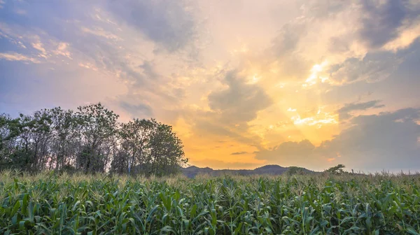 Licht durch den Himmel über Maisfeldern — Stockfoto