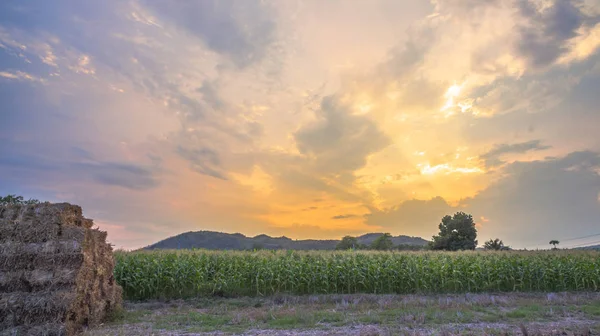 Luz a través del cielo sobre campos de maíz — Foto de Stock