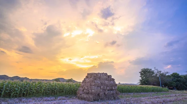 Céu agradável em campos de milho — Fotografia de Stock