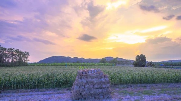 Bonito cielo en los campos de maíz — Foto de Stock