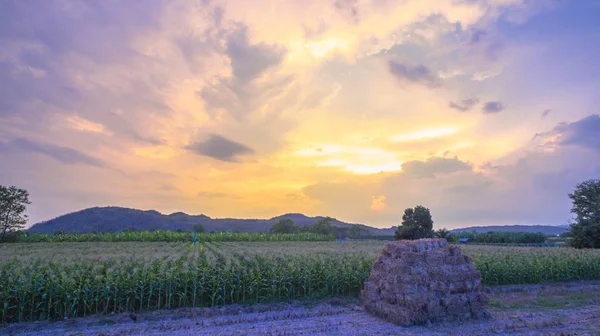 Bonito cielo en los campos de maíz — Foto de Stock