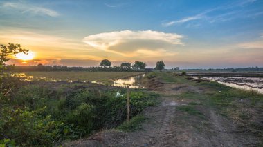 pirinç tarlaları günbatımı zamanında