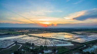 pirinç tarlaları günbatımı zamanında