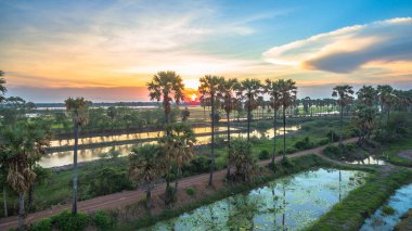 şeker palmiye ağaçları barrage yakınındaki