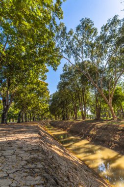 Pembe trompet çiçek ağaç