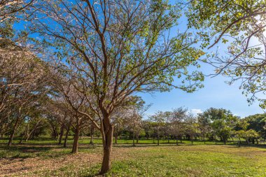 Pembe trompet çiçek ağaç