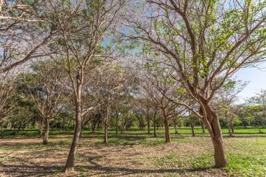 Pembe trompet çiçek ağaç
