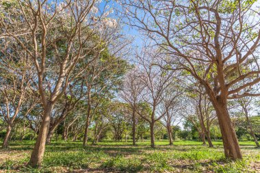 Pembe trompet çiçek ağaç
