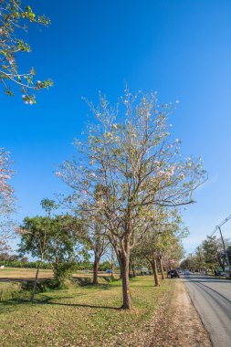 Pembe trompet çiçek ağaç