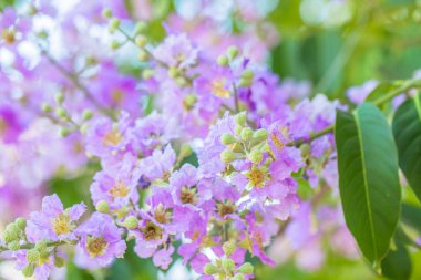 Pembe trompet çiçek ağaç